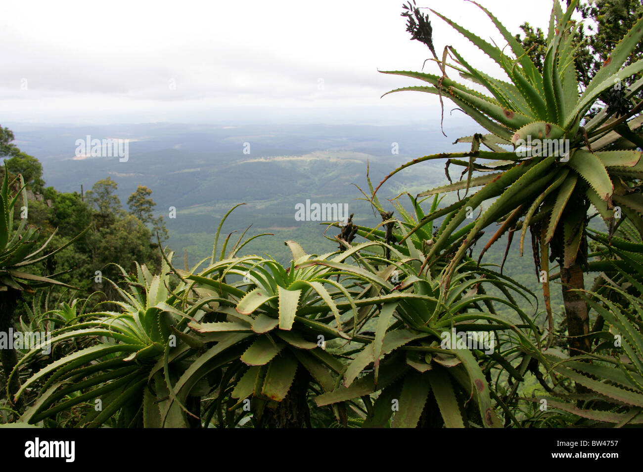 Gottes Fenster, Blyde River Canyon, Ukhahlamba Drakensberg Nationalpark, Mpumalanga, Südafrika Stockfoto