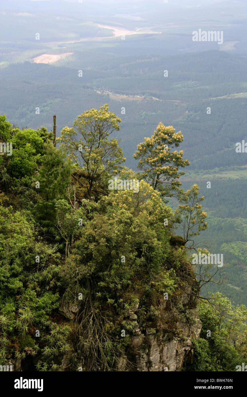Gottes Fenster, Blyde River Canyon, Ukhahlamba Drakensberg Nationalpark, Mpumalanga, Südafrika Stockfoto