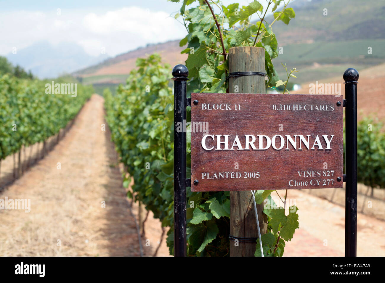 Schild mit Art der Trauben (Chardonnay) und Datum gepflanzt Delaire Wine Estate, Stellenbosch, Südafrika. Stockfoto