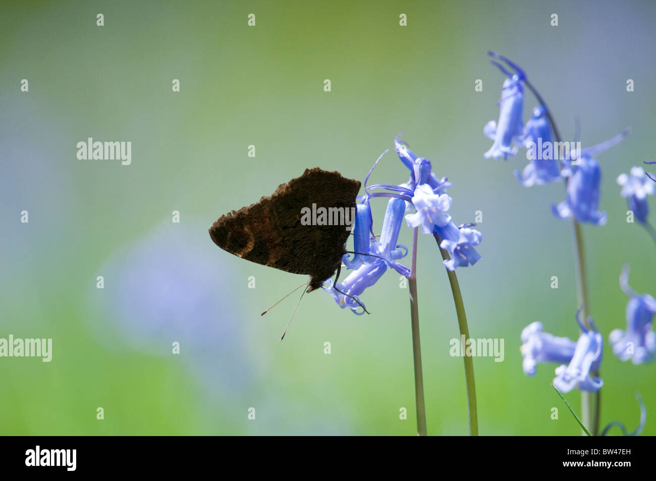 Tagpfauenauge, Inachis Io, ruht auf Glockenblumen. Seenplatte, UK. Stockfoto