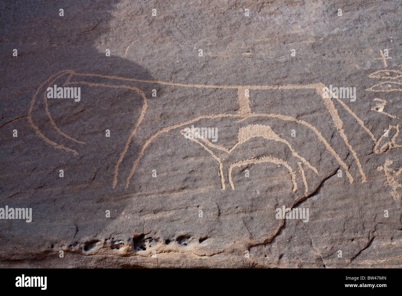 Uralte Felsmalereien zeigt stilisierte Darstellung von Elefanten oder Stier steht über kleinere Tiere in der östlichen Wüste von Ägypten. Stockfoto