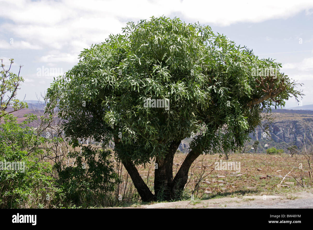 Cabbage Tree, Lowveld Cabbage Tree oder gemeinsamen Kohl Baum, Cussonia Spicata, Araliaceae gespickt. Stockfoto