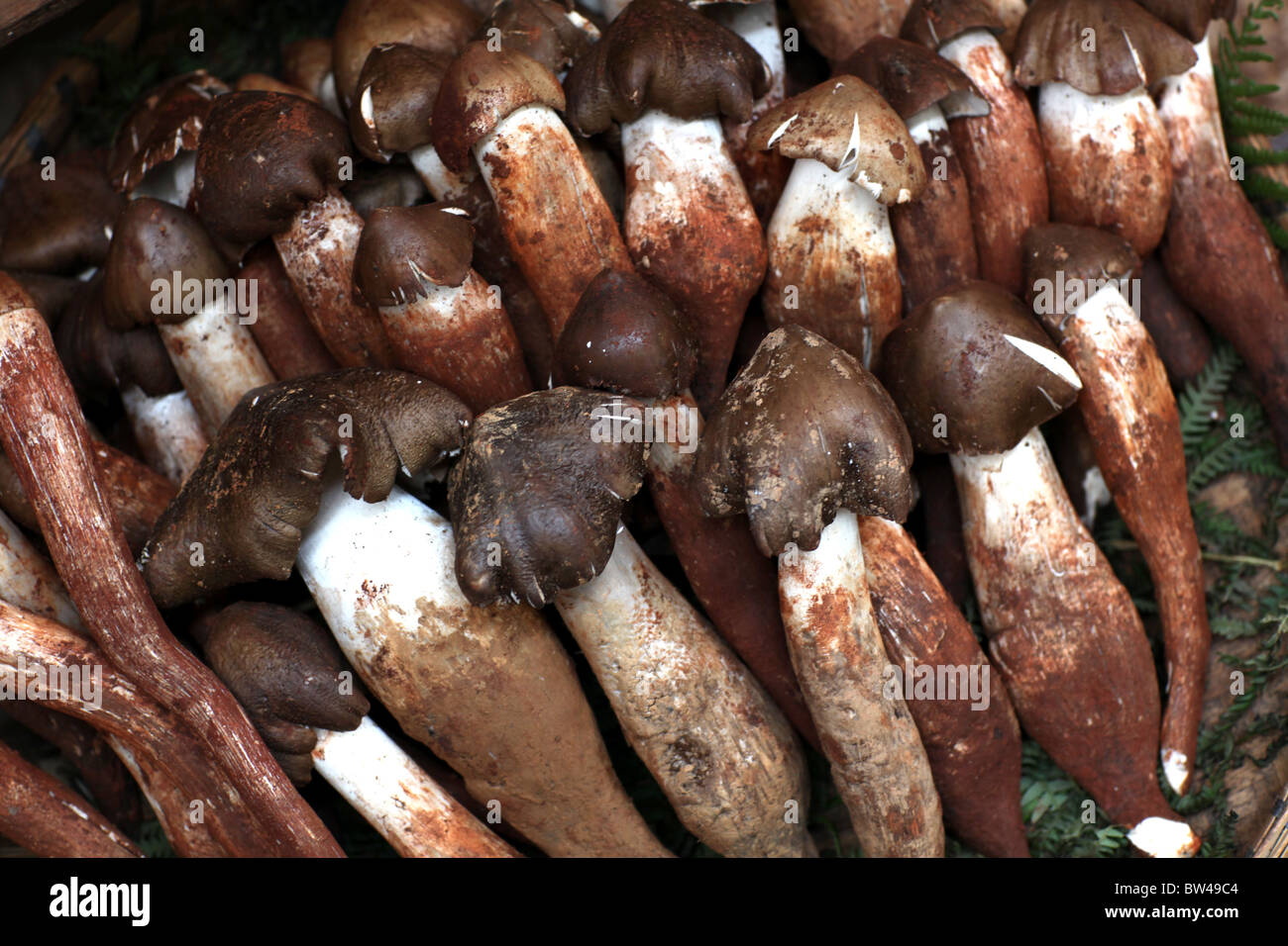 Exotische Pilze auf dem Display an der große Wochenmarkt in Kunming, Yunnan Provinz, China. Stockfoto