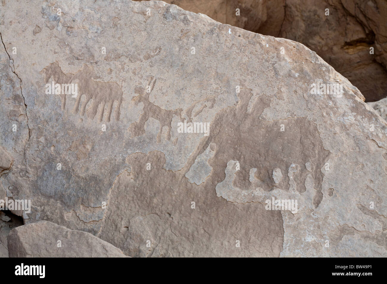 Geschnitzte alte Felszeichnungen zeigen Darstellungen von Elefanten in Wadi el-Atwani in der östlichen Wüste von Ägypten. Stockfoto