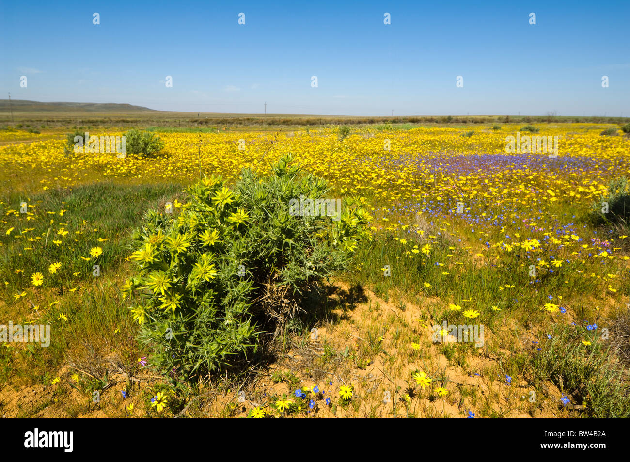 Desert Bloom Matjiesfontein Farm Namaqualand Northern Cape Südafrika Stockfoto