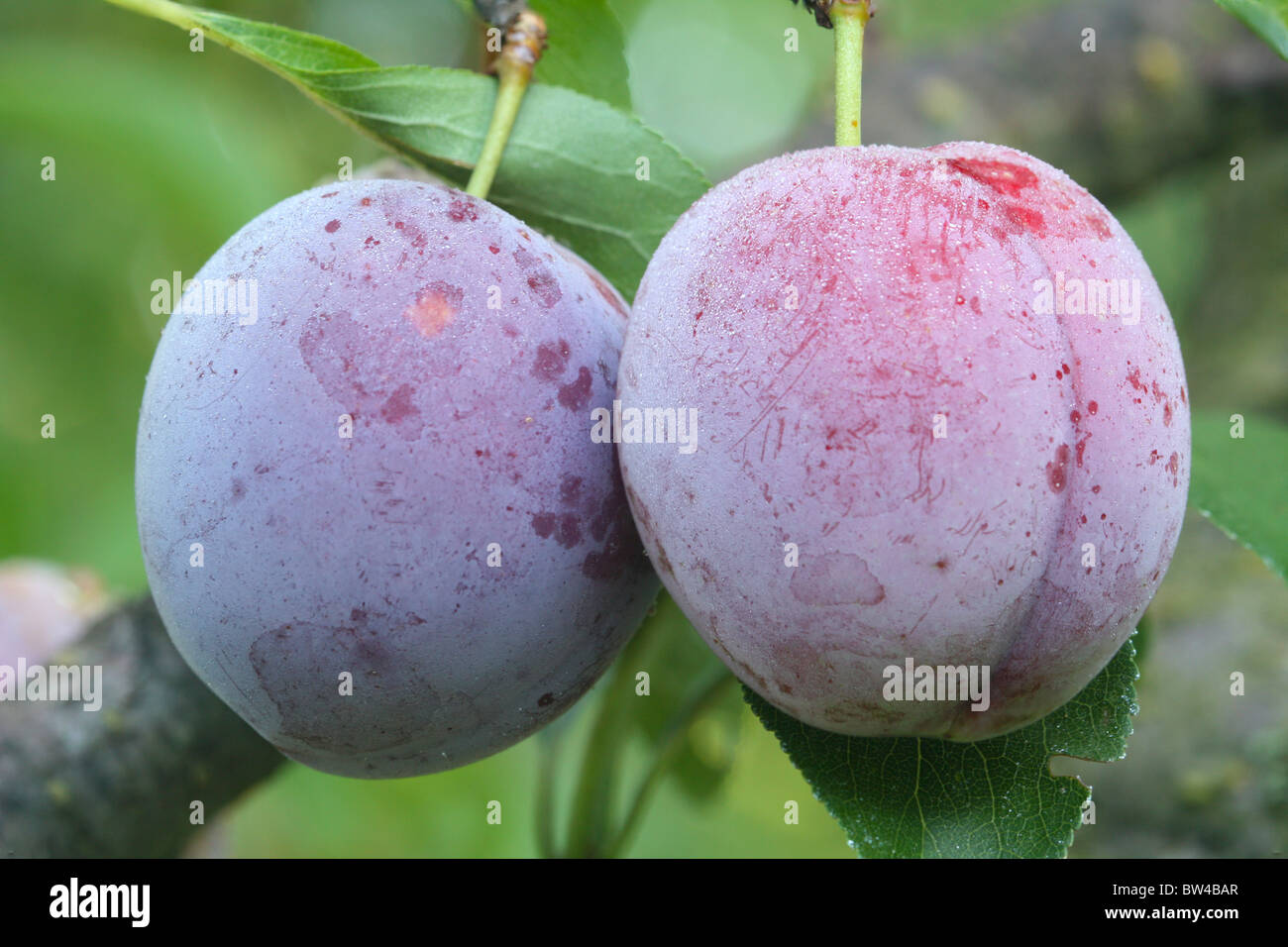Zwei Reife Früchte von einer japanischen Pflaume Sorte Santa Rosa reif für die Ernte im Obstgarten eine Hoffnung Stockfoto