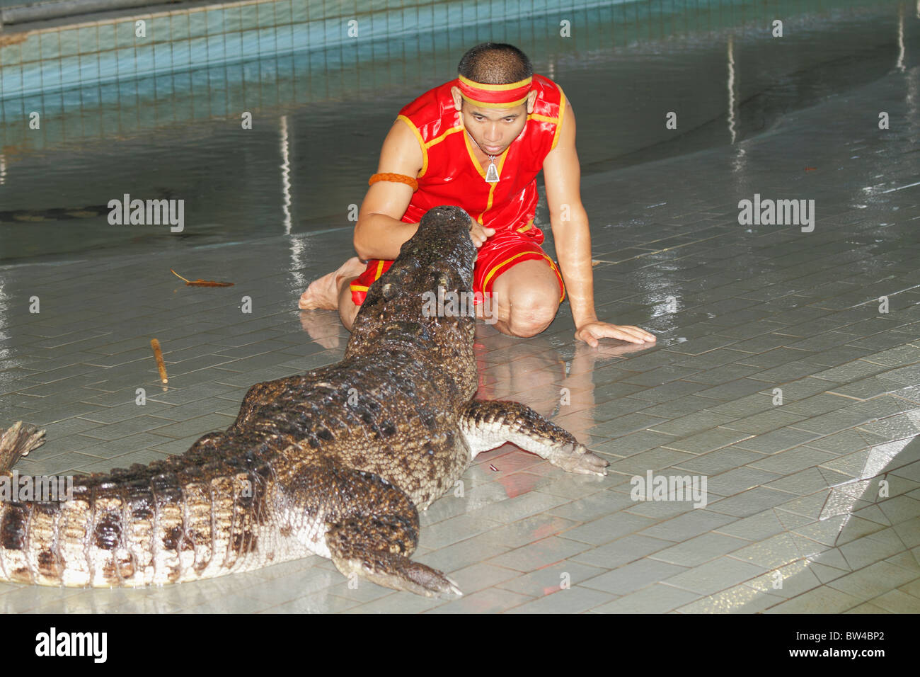 Krokodil (Alligator) Mann in seiner Show mit Krokodilen, Bangkok, Thailand, Oktober 2010 Stockfoto