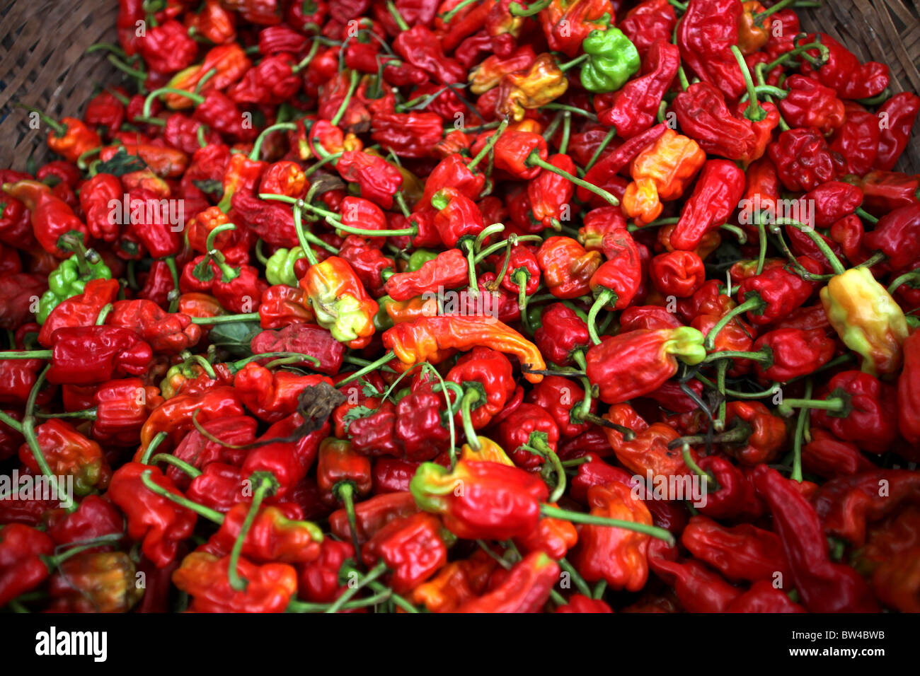 Frische Chilischoten auf dem Display an der große Wochenmarkt in Kunming, Yunnan Provinz, China. Stockfoto Frische Chilischoten auf dem Display an der große Wochenmarkt in Kunming, Yunnan Provinz, China. Stockfoto