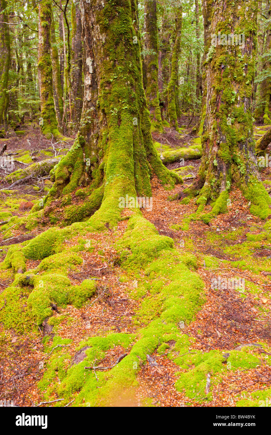 Moos bedeckt Bäume in einem Myrtle Wald in der Nähe von Ralphs fällt Stockfoto