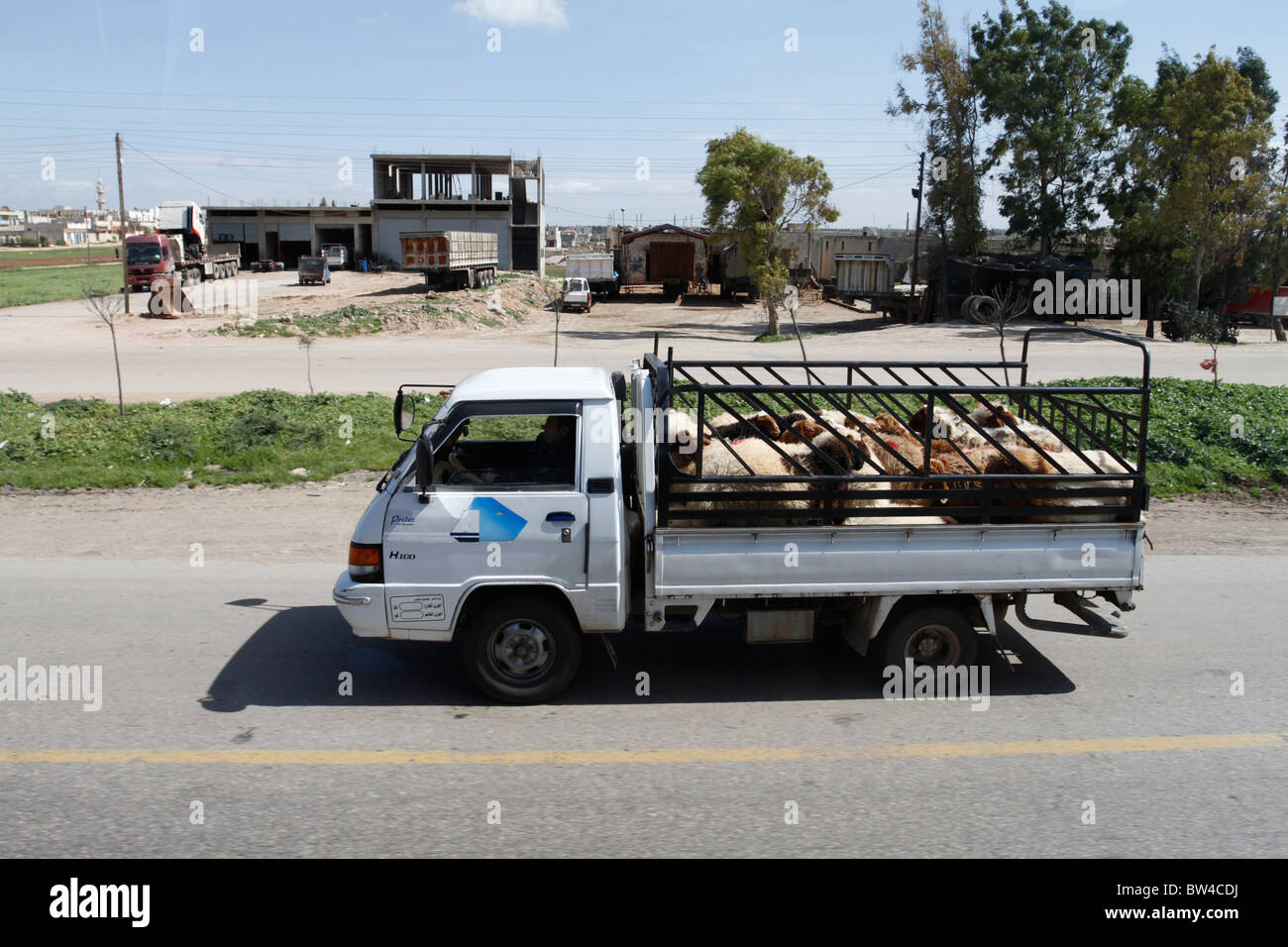 Transport von Schafen in Syrien. Stockfoto