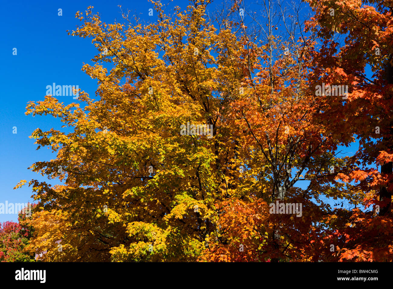 Herbstlaub auf Lookout Mountain, Chattanooga, Tennessee, USA Stockfoto