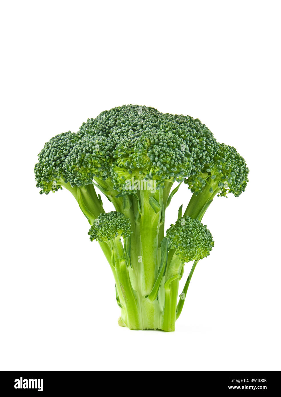 Ein Blümchen Brokkoli vor einem weißen Hintergrund isoliert Stockfoto