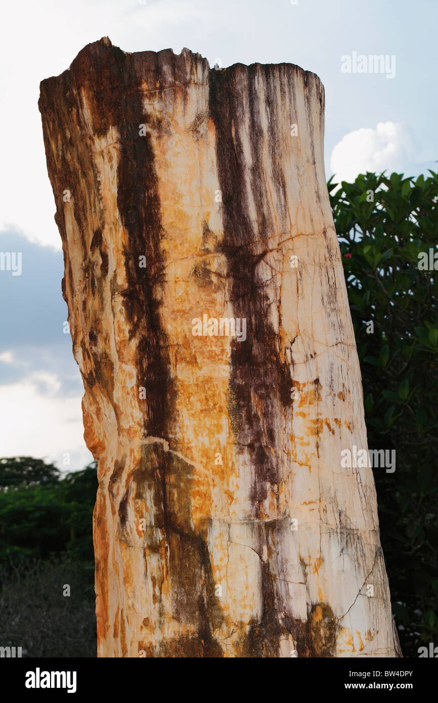 Alten Holz / versteinerter Baum, geändert in Stein (100 Millionen Jahre) von der Natur. Bangkok, Thailand, Oktober 2010 Stockfoto