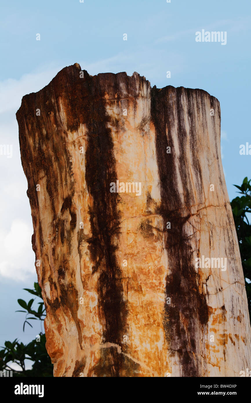 Alten Holz / versteinerter Baum, geändert in Stein (100 Millionen Jahre) von der Natur. Bangkok, Thailand, Oktober 2010 Stockfoto