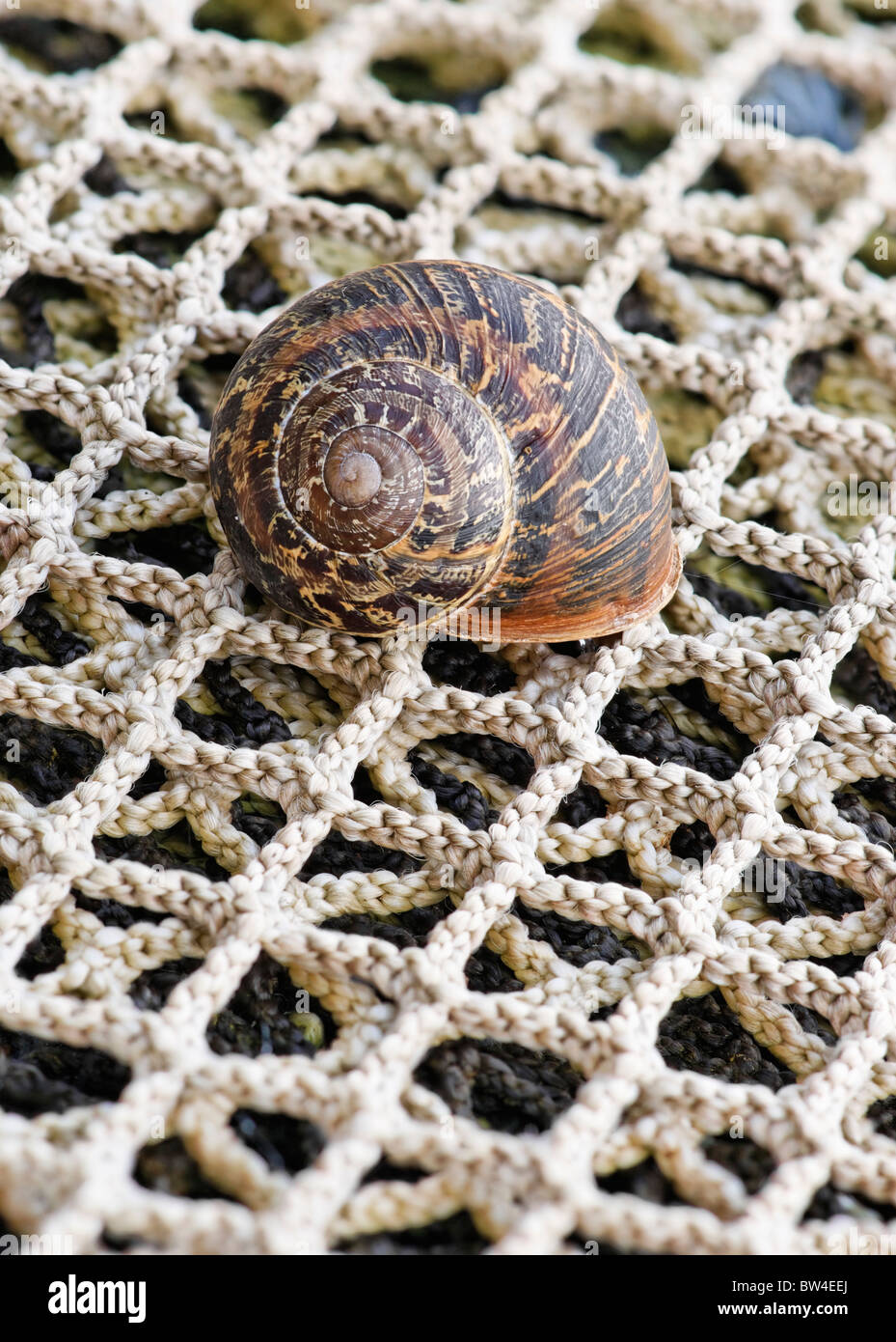 Eine Land-Schnecke auf einem Fischernetz mit einem rechtshändigen Schale. Terrestrische Gastropode Weichtier. Stockfoto