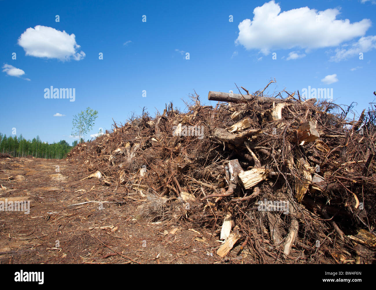 Energie Holz und Biomasse gesammelt von einem klaren Bereich schneiden und später in einem Kraftwerk verbrannt, Finnland Stockfoto