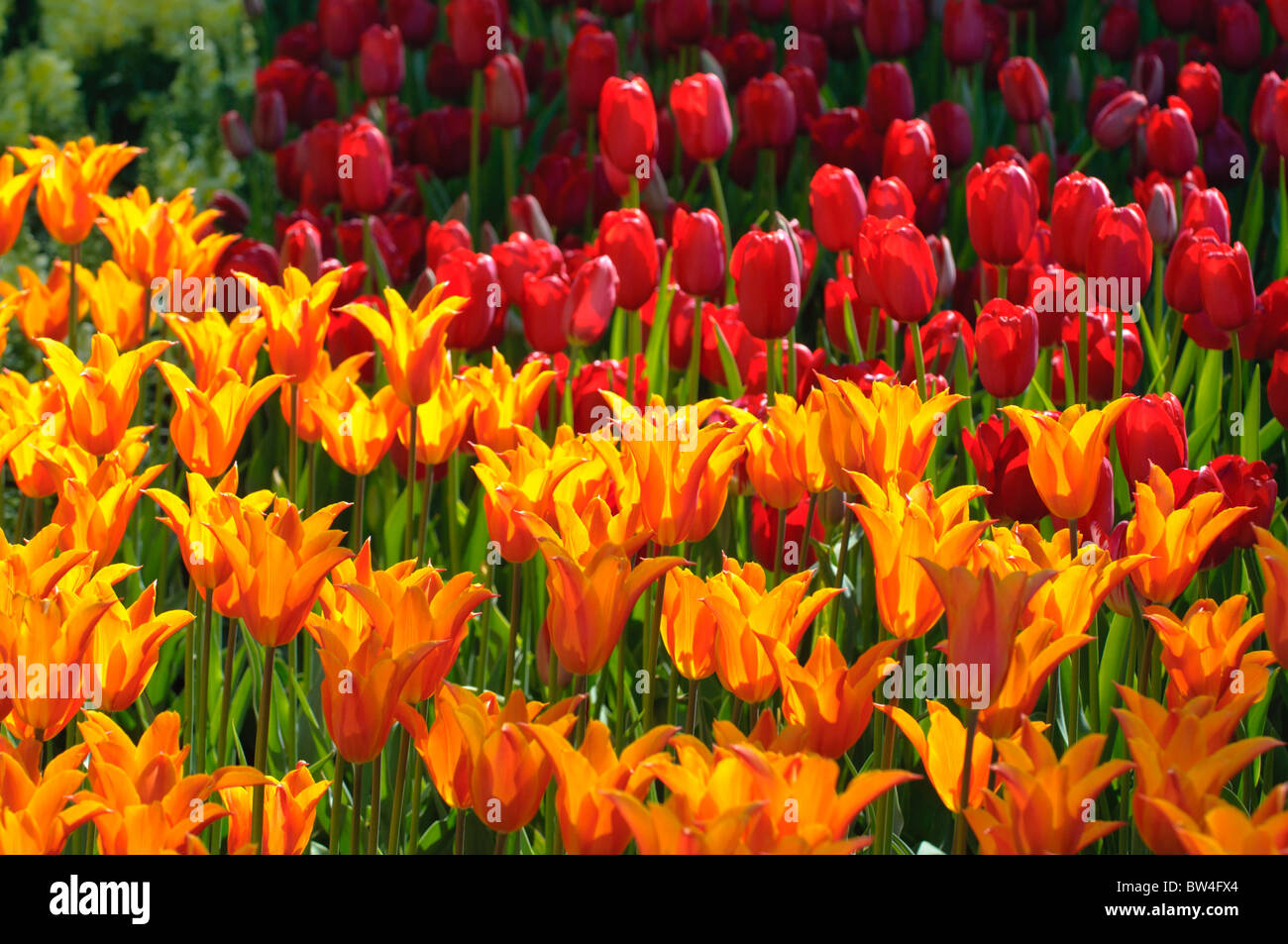 Bunte Tulpen Blumen blühen im Frühjahr. Stockfoto