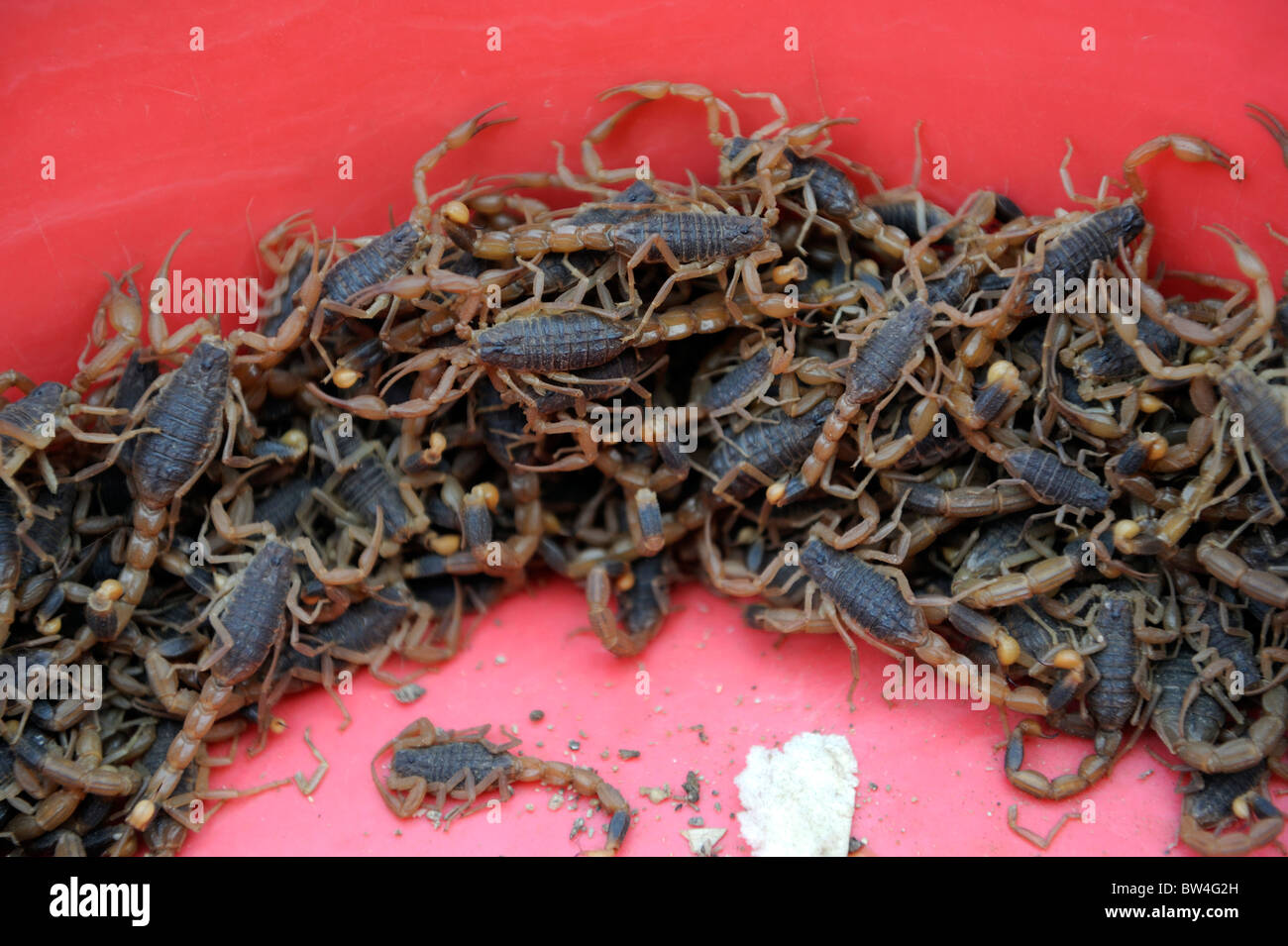 Live Skorpione sind auf einem Markt in Qingdao, Shandong Provinz, China. Stockfoto