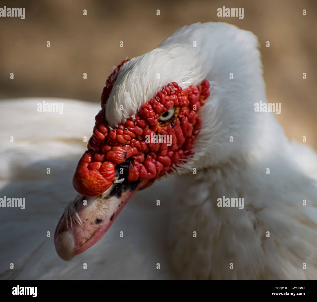 Pfingstmontag Barbarie-Ente Stockfoto