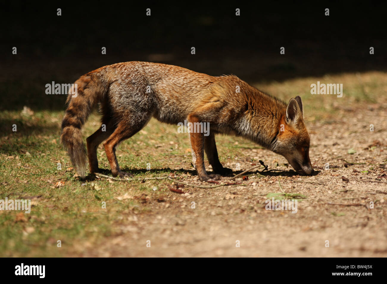 Ganzkörper-Schuss von Rotfuchs mit einem natürlichen Hintergrund. Dies ist eine wilde urban Fuchs schnüffeln den Boden in einem Londoner Park. Stockfoto