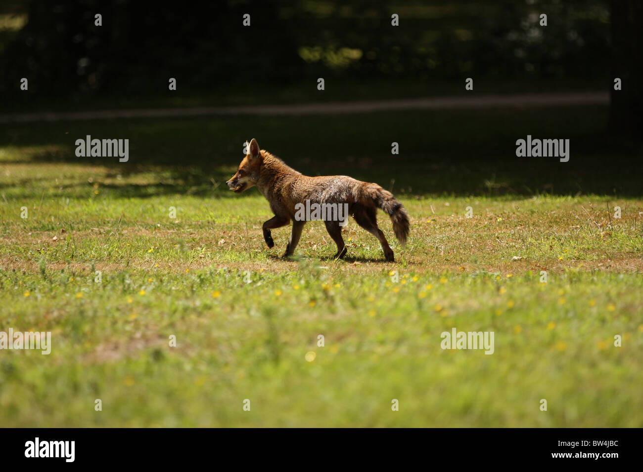 Ein wild urban Fuchs Trab über einige Rasen in einem Londoner Park. Stockfoto