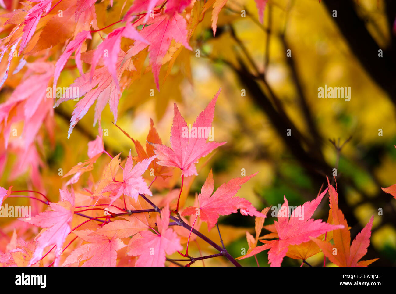 Acer-Baum im Herbst oder im Herbst. Stockfoto