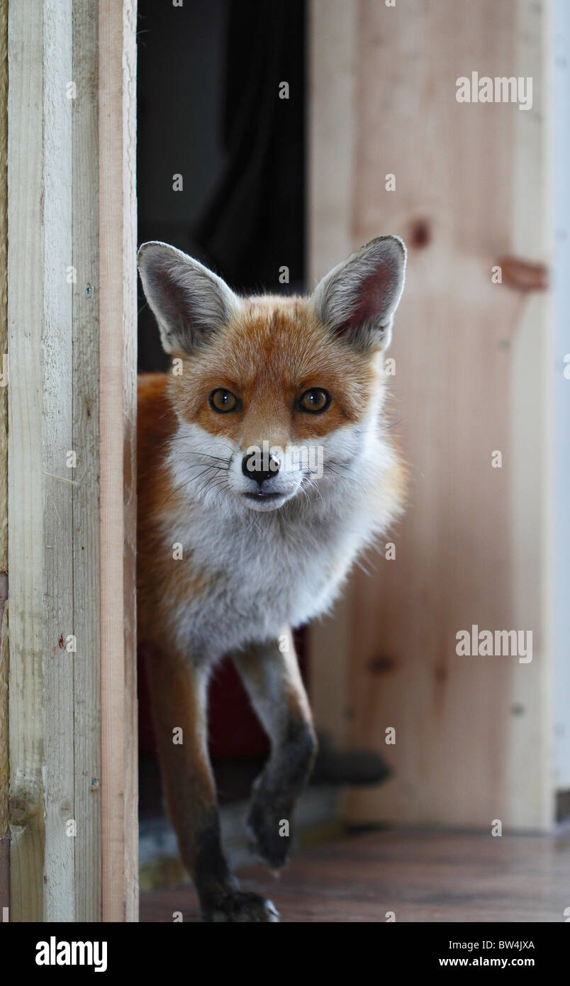 Rotfuchs (Vulpes Vulpes) betritt Haus durch die Hintertür Stockfoto