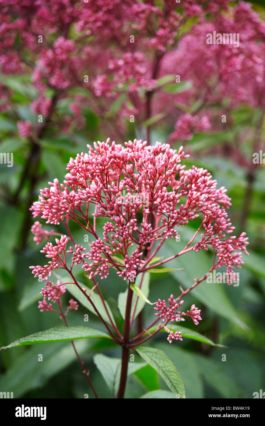 Eupatorium Purpureum 'Subspecies Maculatum Atropurpureum' Joe Pye Weed Stockfoto