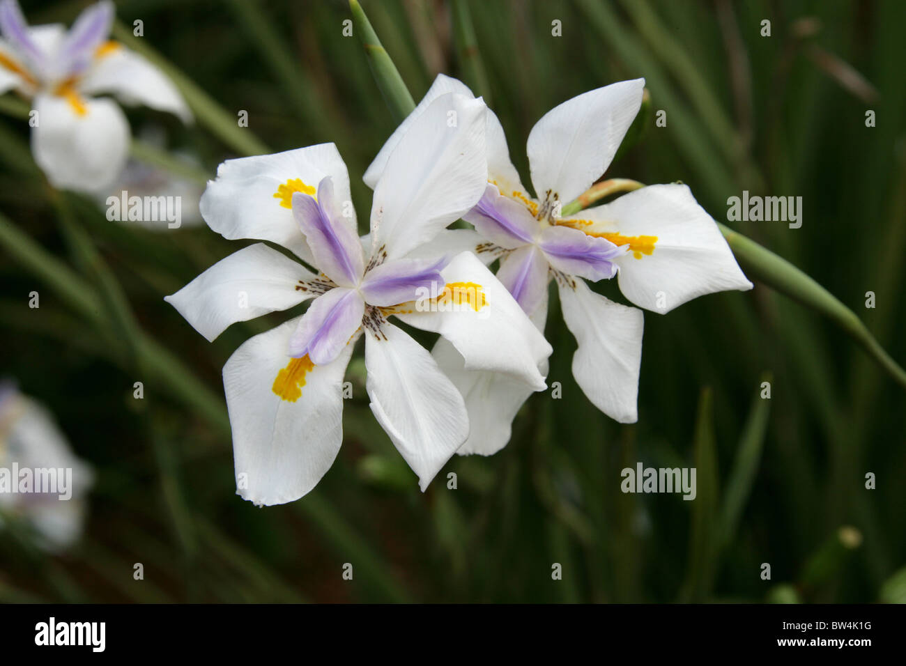 Große wilde Iris, Fairy Iris Dietes Grandiflora, Iridaceae. Pilgrim es Rest, Mpumalanga, Südafrika. Stockfoto
