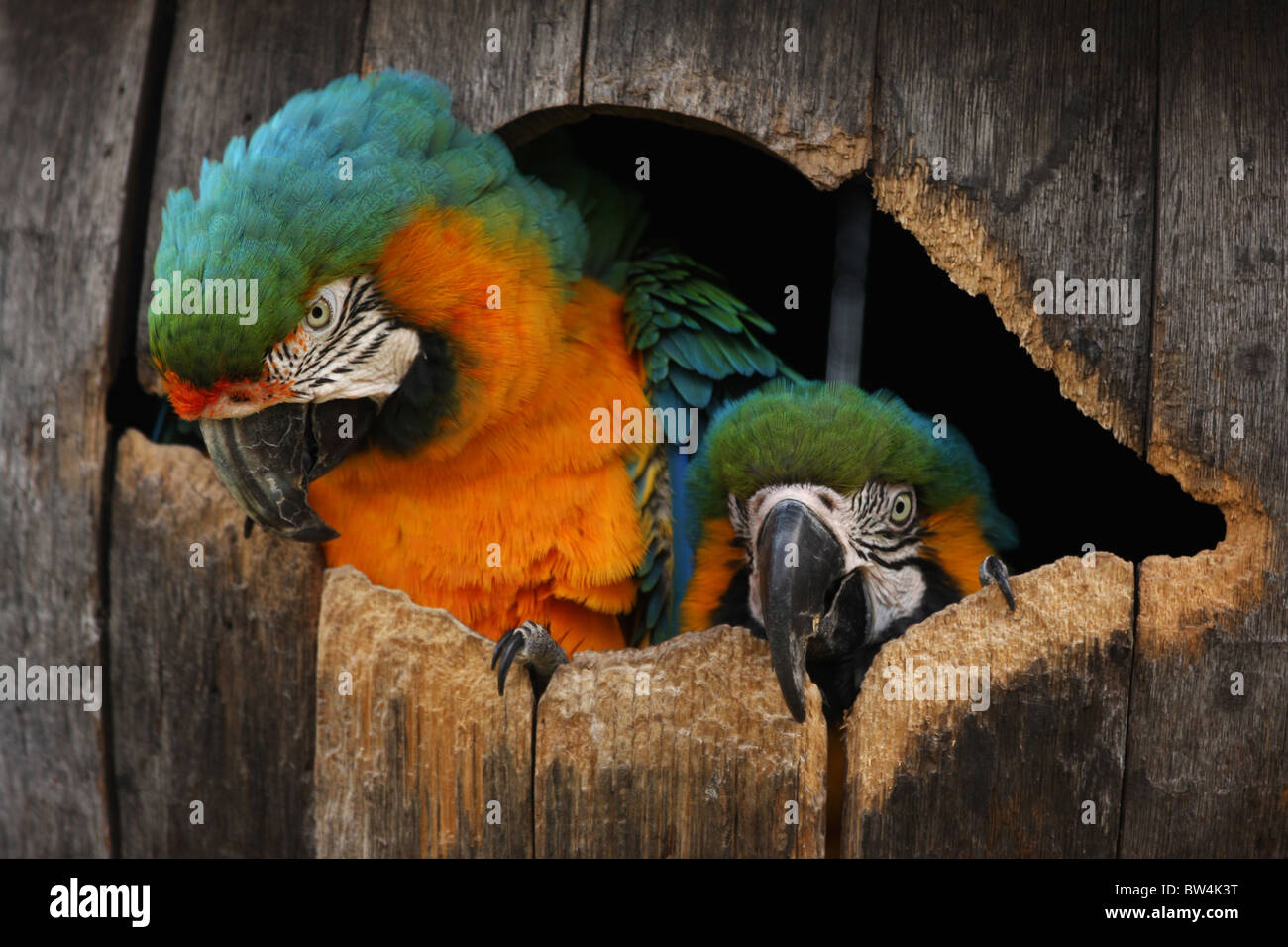Schuss in den Kopf von zwei Ara Papageien in ihrem Nistkasten Fass hautnah  Stockfotografie - Alamy
