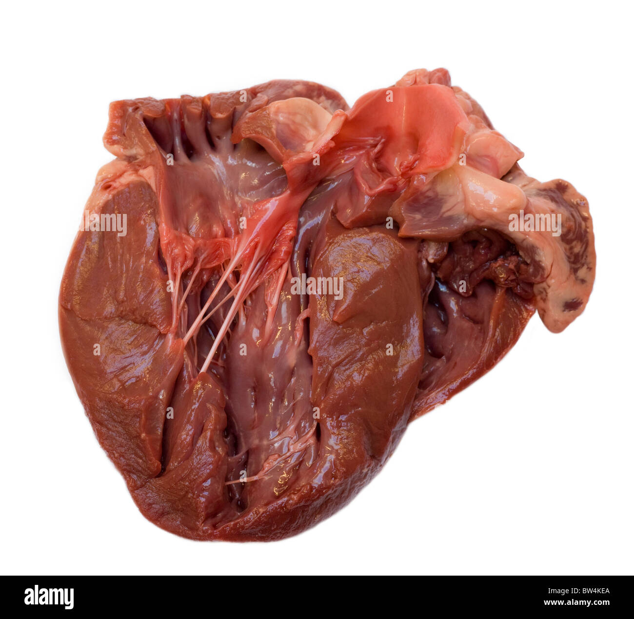 Querschnitt durch eine rohe Schweine Herz zeigen, Muskel, Kammern und Ventile Stockfoto