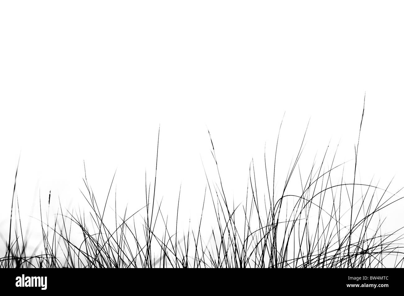 Silhouette von Strandhafer mit einem einfachen, sauberen, weißen Hintergrund. Stockfoto
