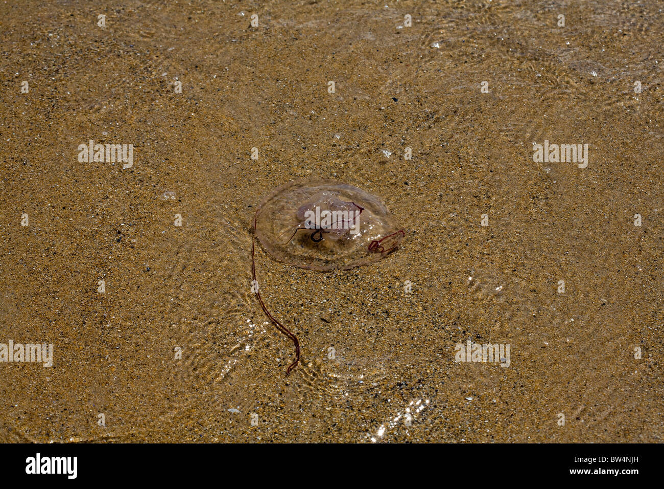 Gemeinsamen Mond Quallen angespült am Strand von Embleton Northumberland, England Stockfoto