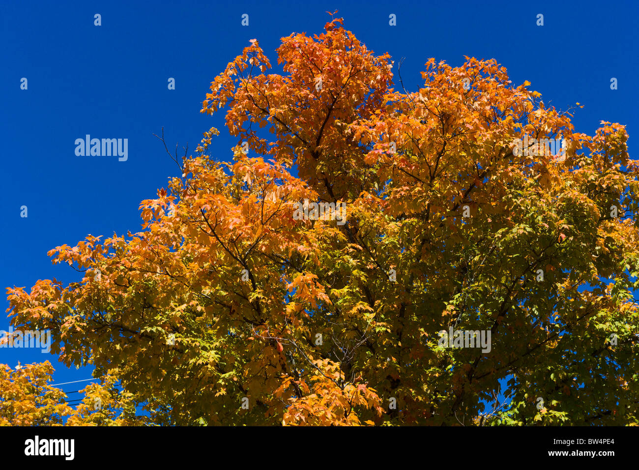 Herbstlaub auf Lookout Mountain, Chattanooga, Tennessee, USA Stockfoto