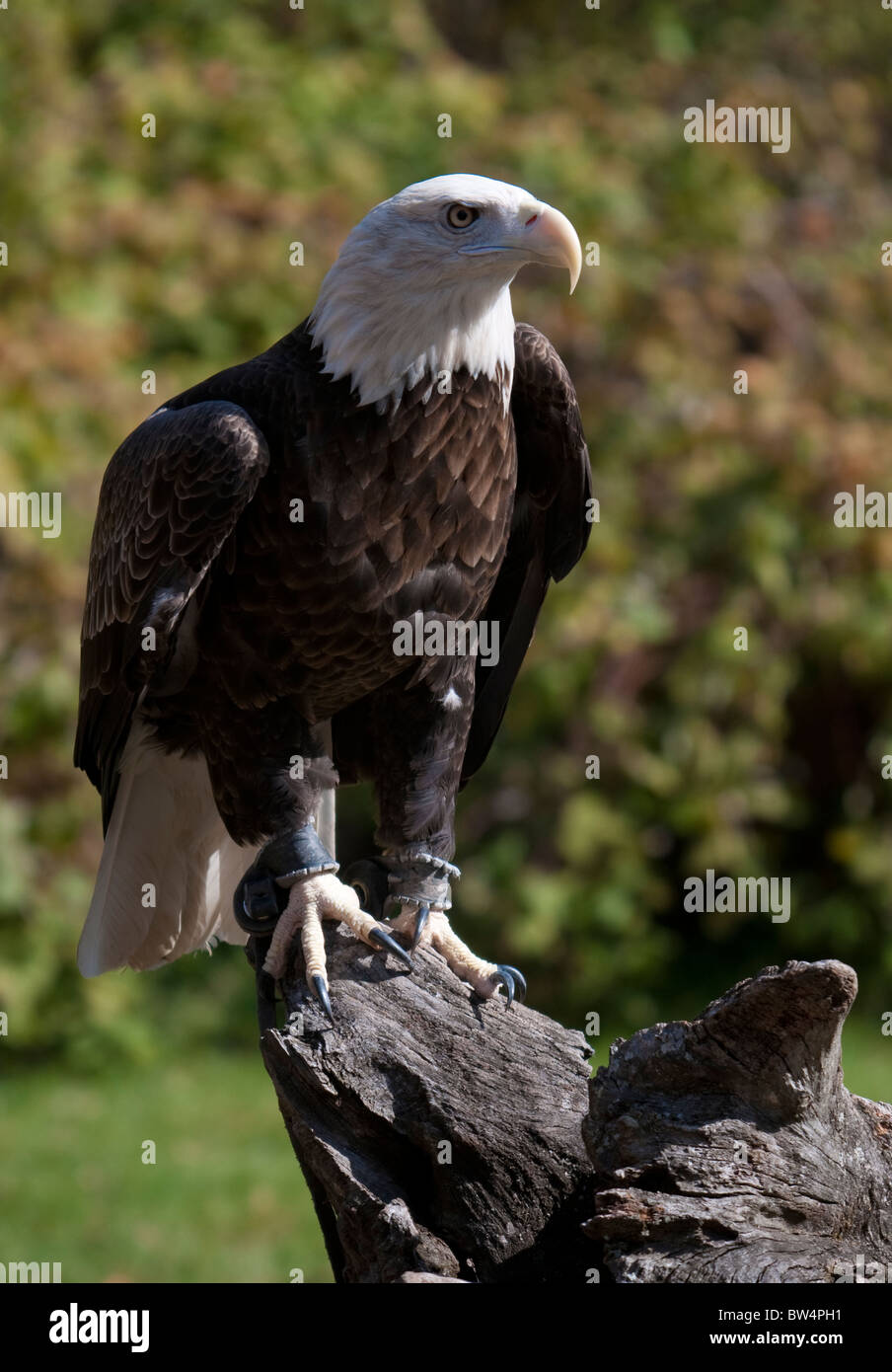 Howell Naturzentrum Wildtiere schießen. Alle Fotos sind For Sale Kontakt paulcannonstudio.com Stockfoto