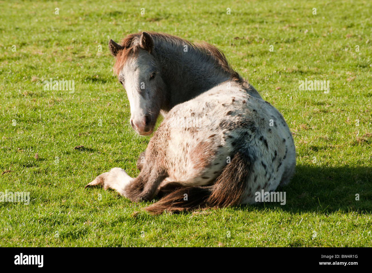 Ein britischer entdeckt Pony ruht auf dem grünen Rasen an Wolvercote Common. Stockfoto