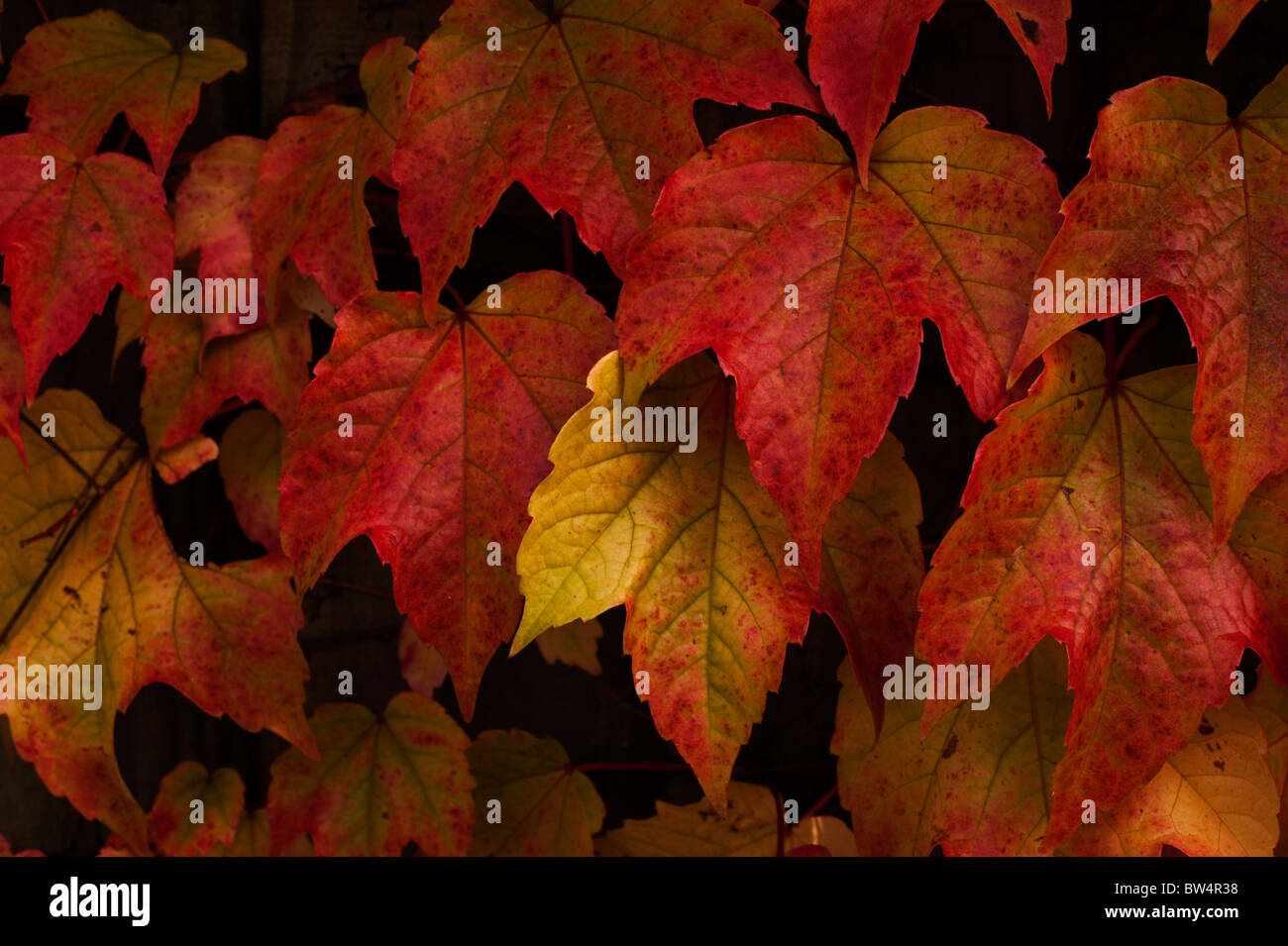 Boston-Efeu (Parthenocissus Tricuspidata) Blätter gefärbt rot und Orange mit Herbstfärbung. Stockfoto