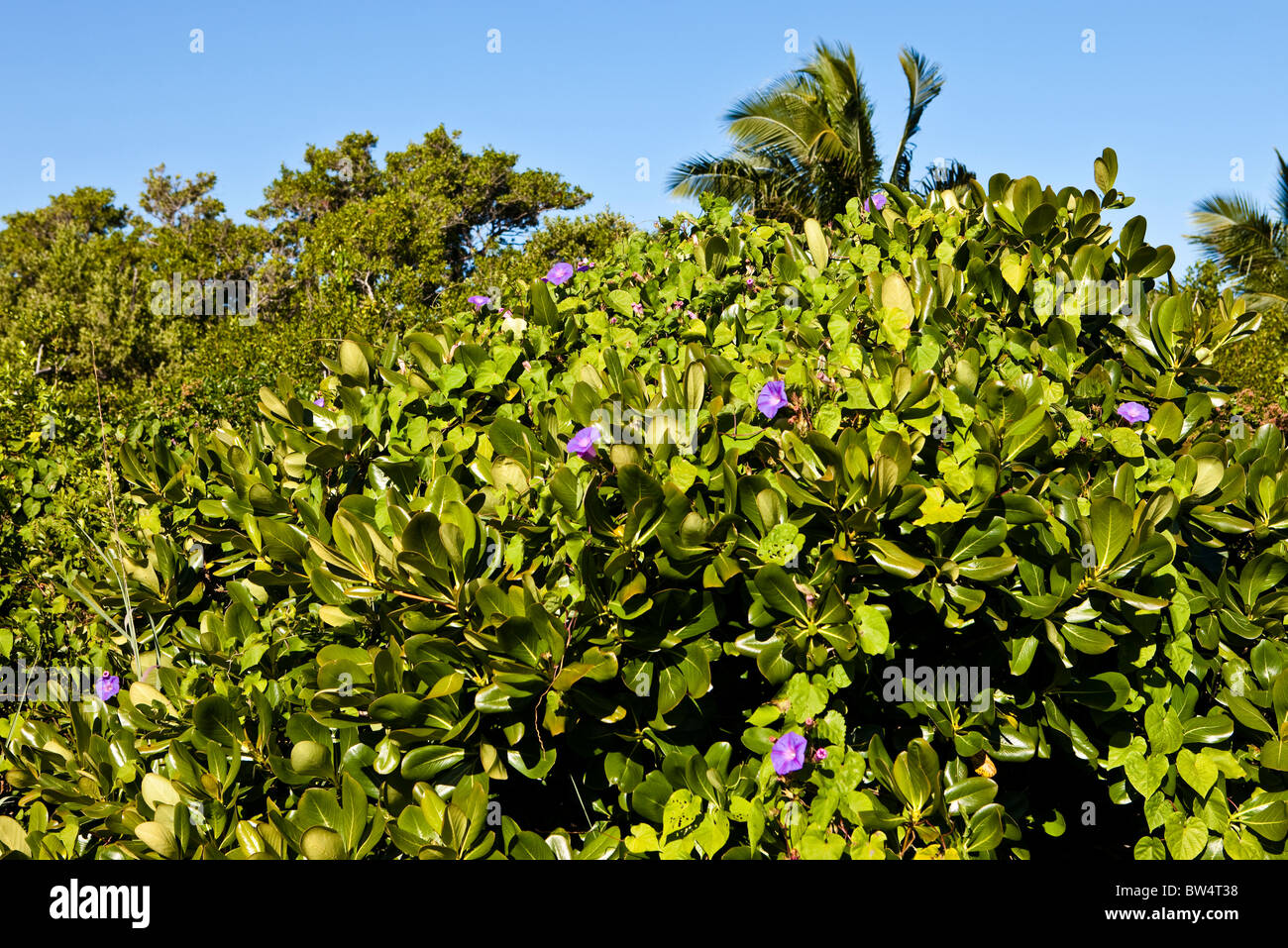 Sträucher mit Morning Glory Blumen, Bahia Honda State Park, Florida Keys, Florida Stockfoto