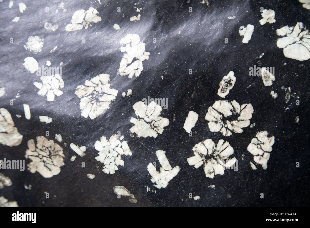 Chrysanthemen-Stein, Longmen Grotten und Höhlen, Luoyang, Provinz Henan, China Stockfoto