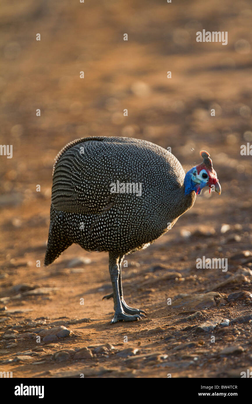 Behelmte Perlhuhn (Numida Meleagris) Stockfoto