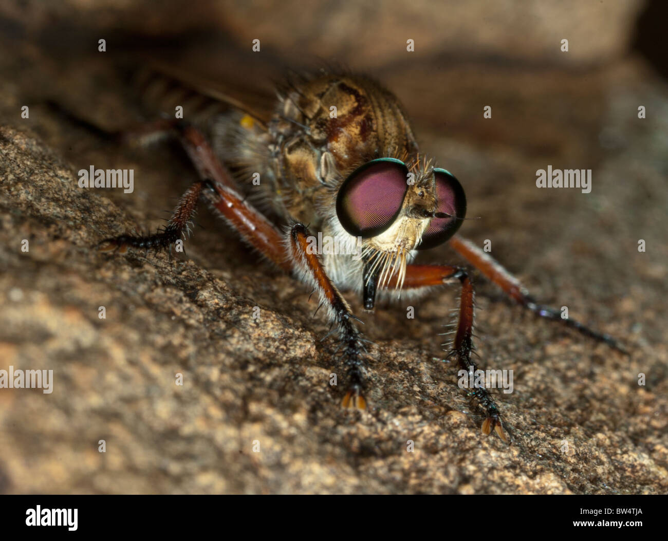 Ein Räuber-Fly (Familie Asilidae), Südafrika Stockfoto