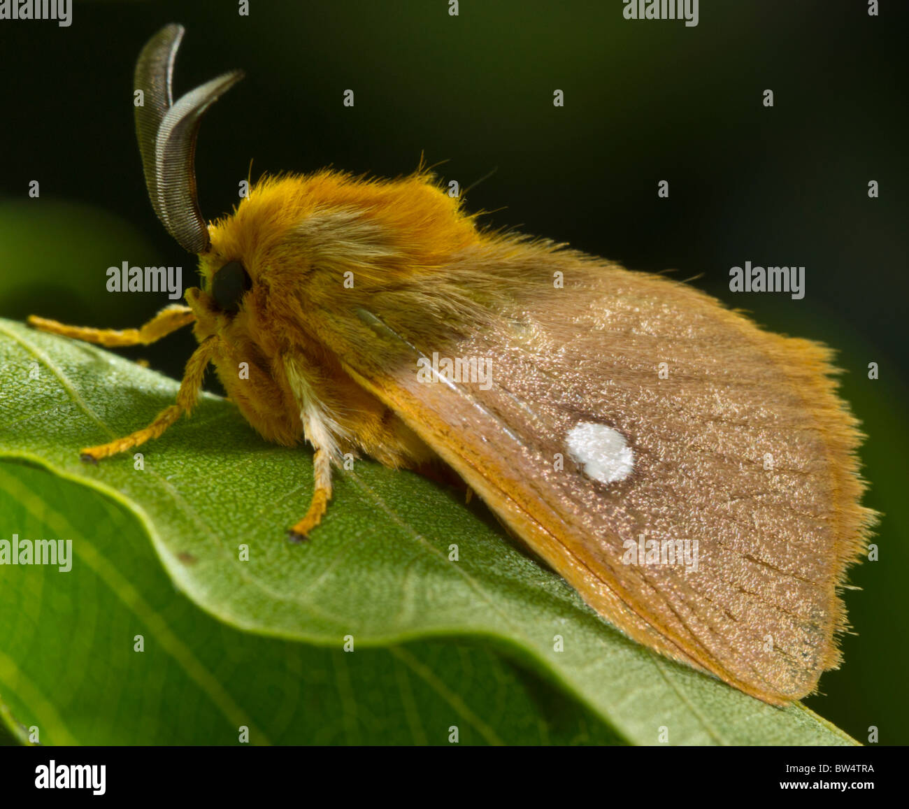 Nicht identifizierte Nachtfalter aus der Familie Lasiocampidae, wahrscheinlich männlich (von den Antennen) Stockfoto