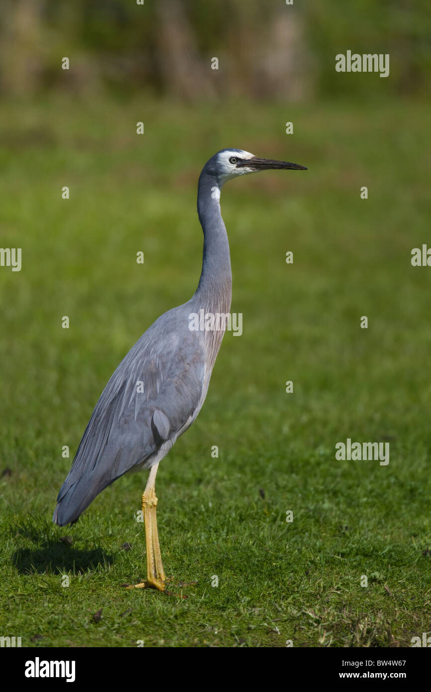 White-faced Heron (Egretta Novaehollandiae) Stockfoto