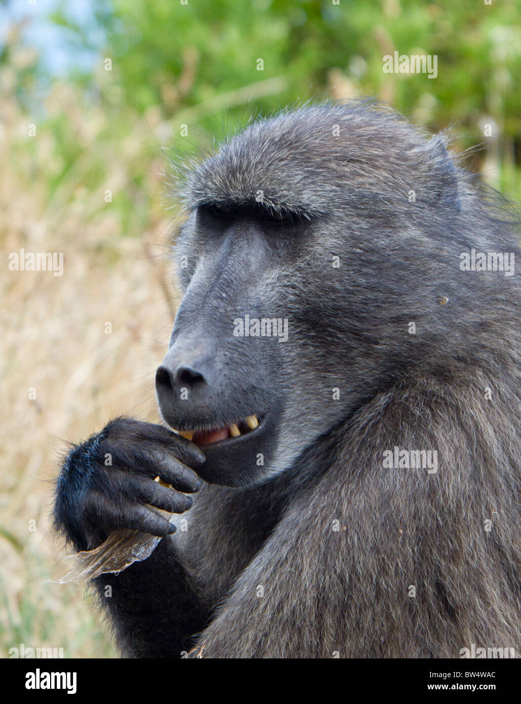 Chacma Pavian (Papio Ursinus) etwas aus einer Plastikverpackung Essen Stockfoto