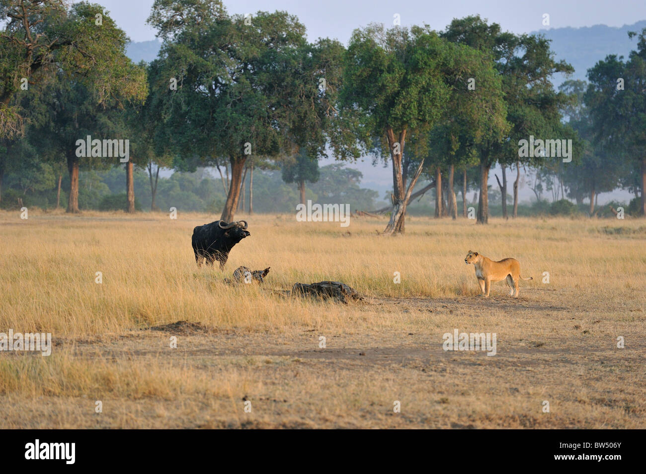 East african Lion - Massai-Löwe (Panthera Leo Nubica) Angesicht zu Angesicht mit afrikanischer Büffel - Kaffernbüffel (Syncerus Caffer) Stockfoto