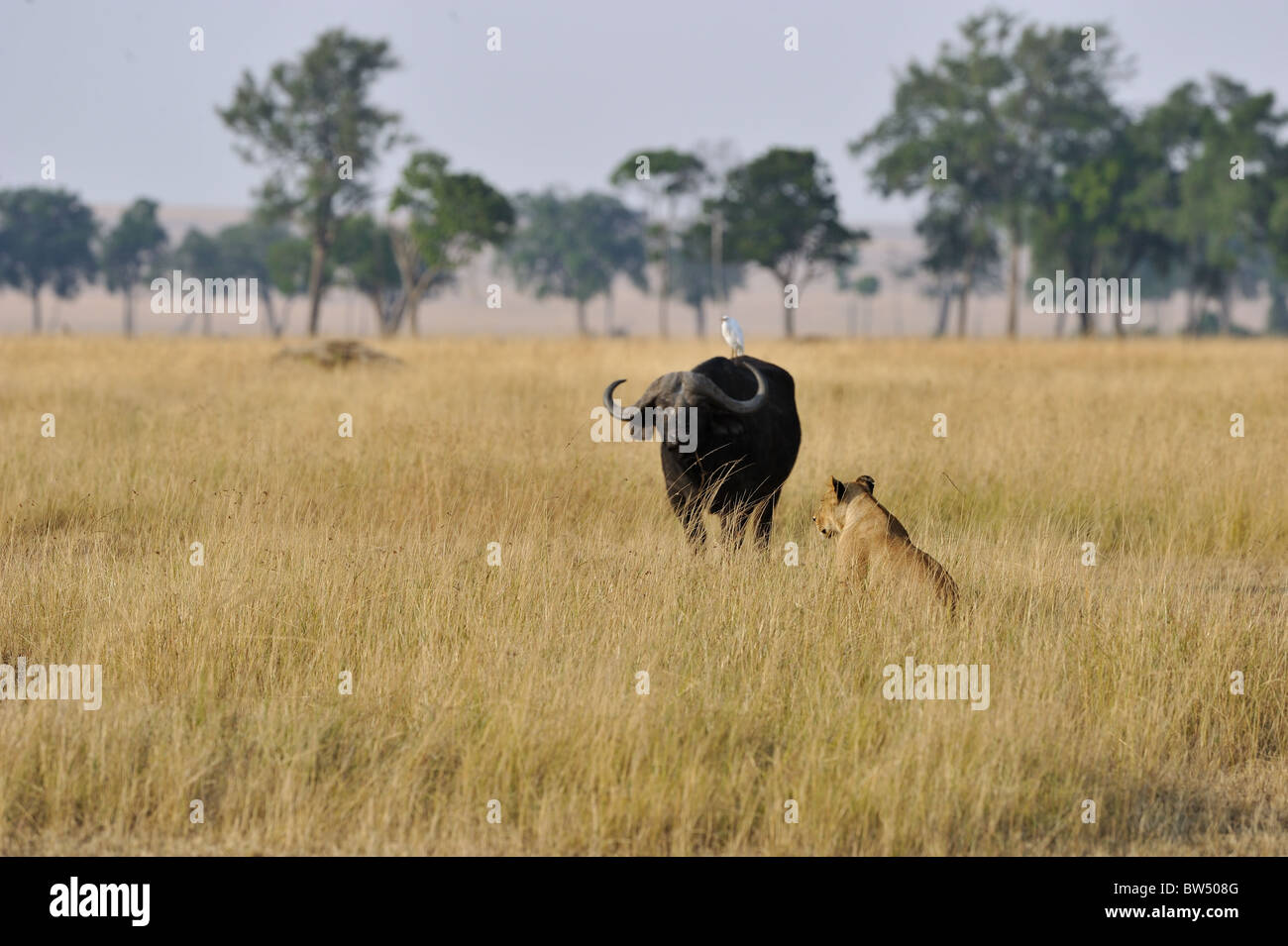 East african Lion - Massai-Löwe (Panthera Leo Nubica) Angesicht zu Angesicht mit afrikanischer Büffel - Kaffernbüffel (Syncerus Caffer) Stockfoto