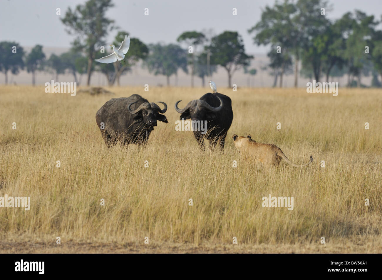 East african Lion - Massai-Löwe (Panthera Leo Nubica) Angesicht zu Angesicht mit afrikanischer Büffel - Kaffernbüffel (Syncerus Caffer) Stockfoto