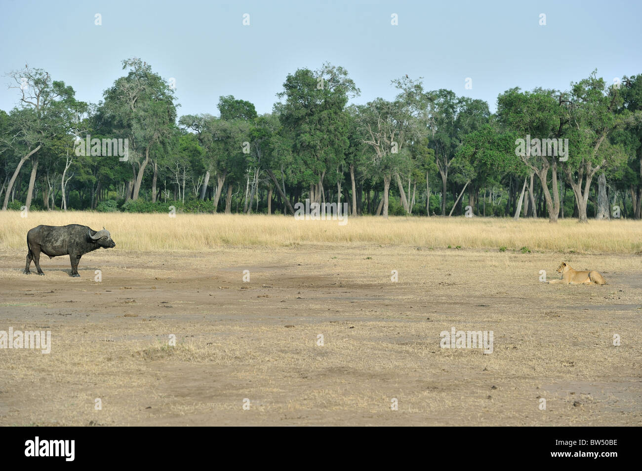 East african Lion - Massai-Löwe (Panthera Leo Nubica) Angesicht zu Angesicht mit afrikanischer Büffel - Kaffernbüffel (Syncerus Caffer) Stockfoto