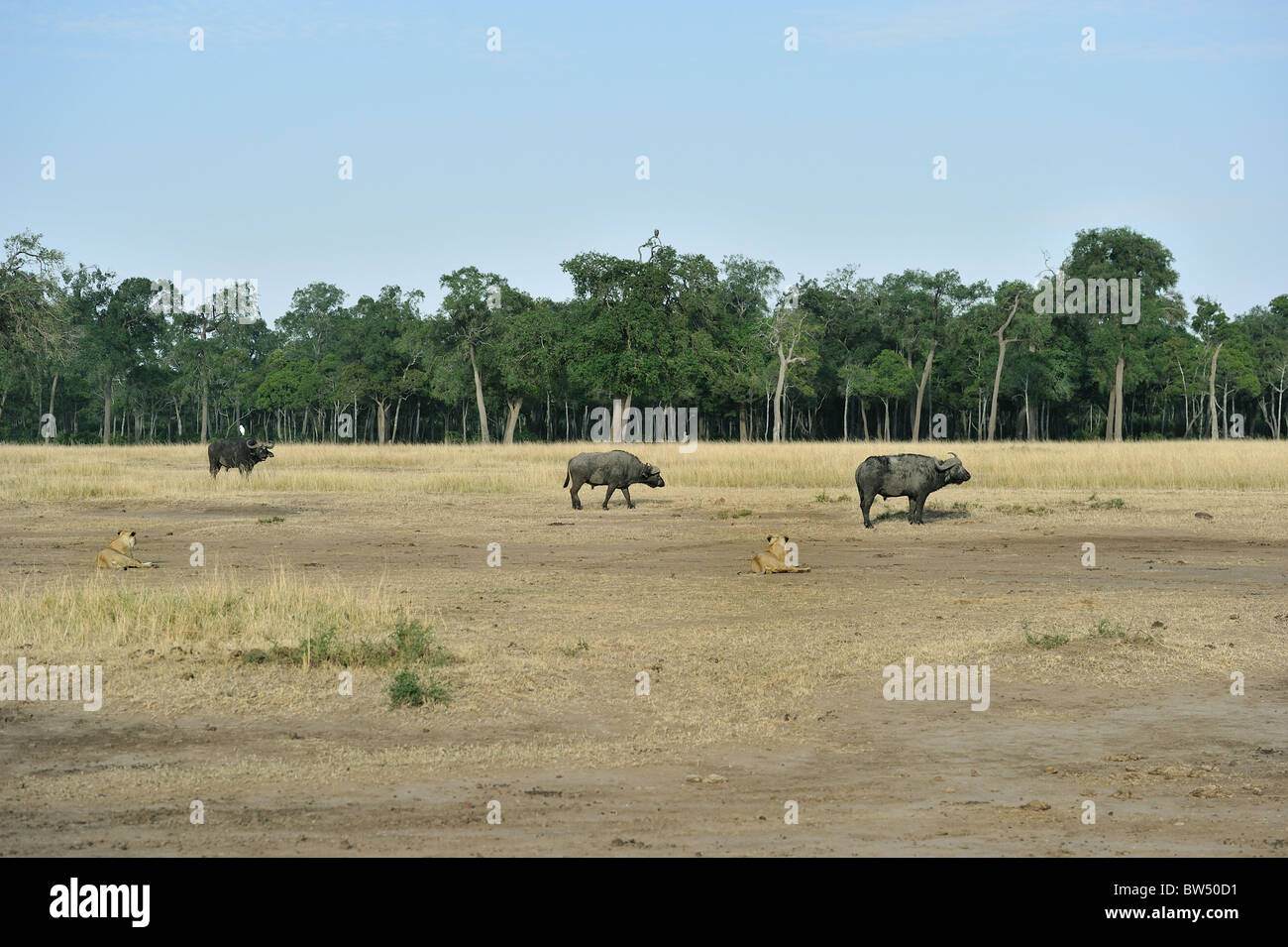 East african Lion - Massai-Löwe (Panthera Leo Nubica) Angesicht zu Angesicht mit afrikanischer Büffel - Kaffernbüffel (Syncerus Caffer) Stockfoto