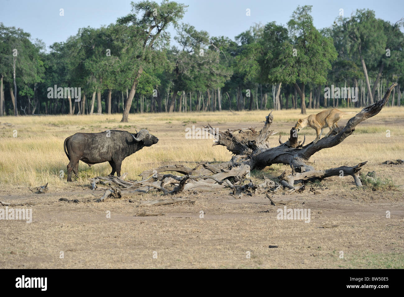 East african Lion - Massai-Löwe (Panthera Leo Nubica) Angesicht zu Angesicht mit afrikanischer Büffel - Kaffernbüffel (Syncerus Caffer) Stockfoto
